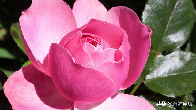 亥猪，12月20日，星期六，不要怀疑，这是天意了