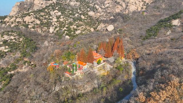 探平度：平度这里迎来最佳观赏期