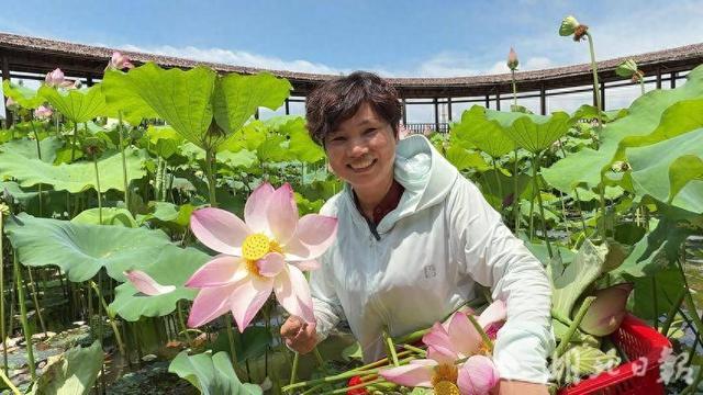 汉川“荷花宴”消暑醉游人