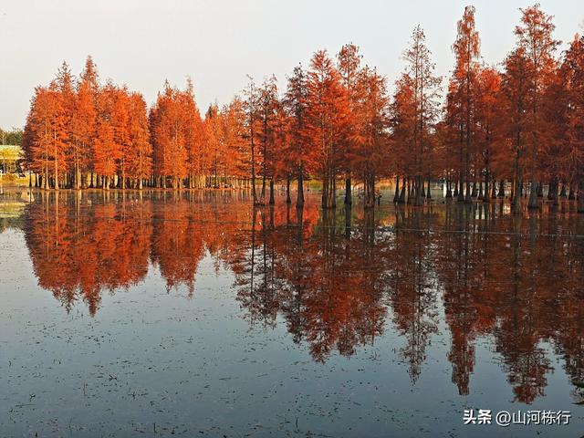 成都冬日顶流打卡地！白鹭湾水杉红透半边天，地铁直达免费拍大片