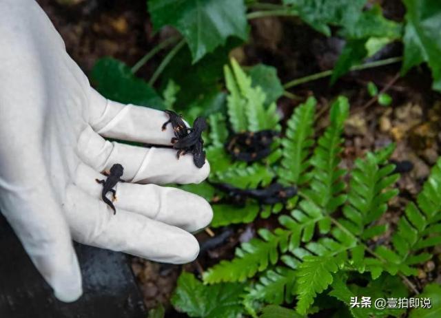 野外仅存600多只！浙江4人徒手抓26只，价值10多万