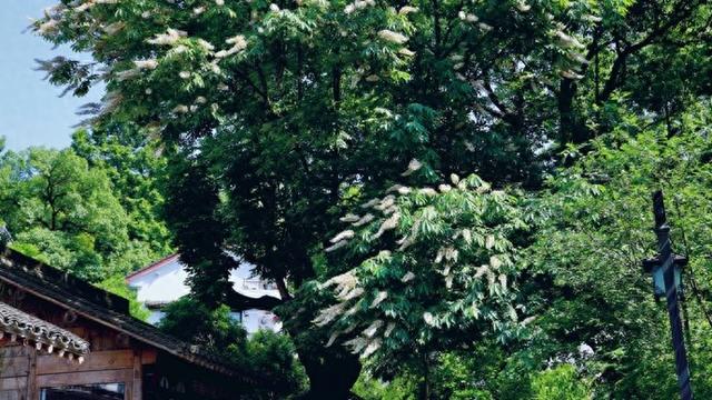 灵隐寺免门票后，我建议你去看看这些地方