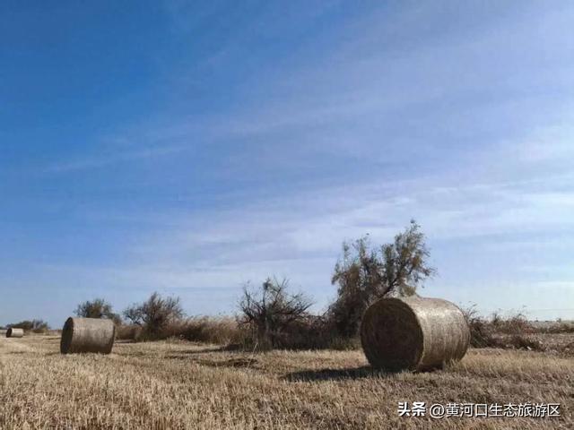 【黄河口生态旅游区】 来黄河口遇见“瑞士卷” 与候鸟的诗意邂逅