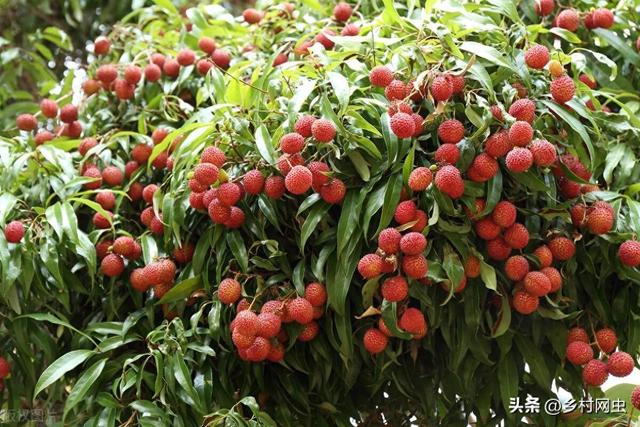 荔枝树养殖和注意事项（荔枝种植条件剖析技术要点与管理策略）