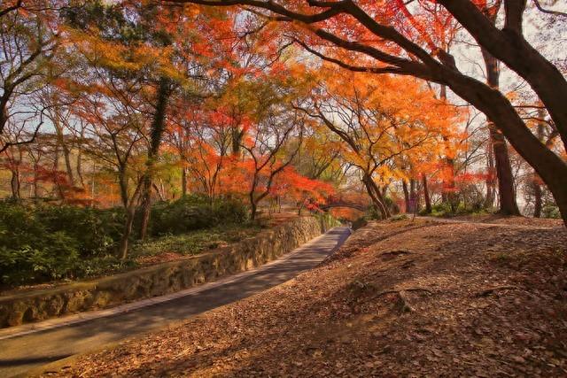 我与红枫的赌约：在南京中山植物园，追一场霜色沸腾的秋天