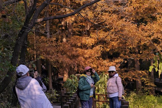 国家植物园进入彩叶最佳观赏期，橙红色水杉林上演秋日童话