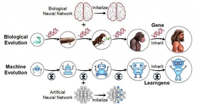 东南大学发布最新研究成果，智能体有可遗传的“学习基因”