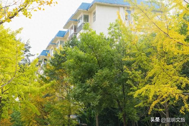 初冬,来晋宁邂逅一场金色的童话