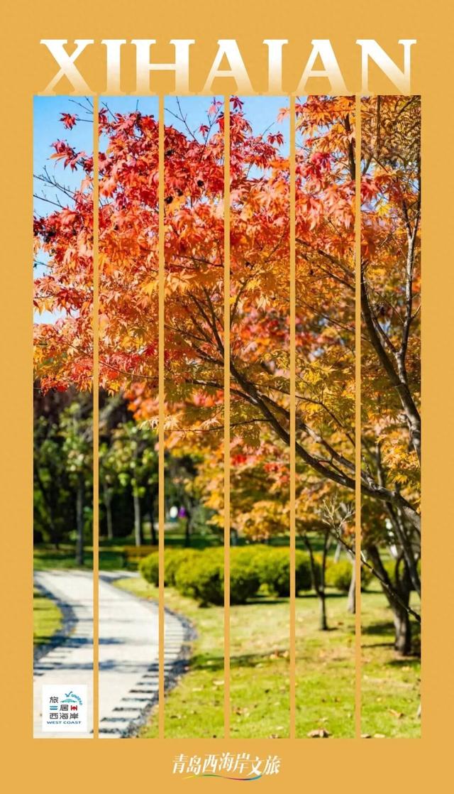 打卡限时浪漫，一键收藏隐珠街道最美秋色！