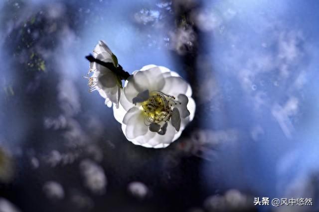 祥云朵朵游戏攻略（上联朵朵祥云迎晓日）