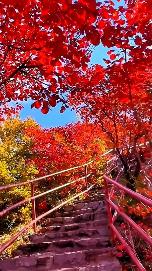 又到了一年一度秋霜染红天地的季节，这铺天盖地的红叶真美呀！