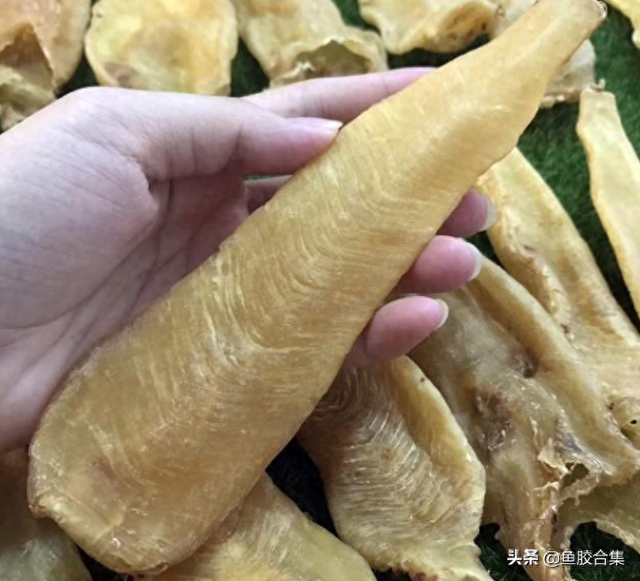 越南白花胶功效及图片 2026年越南白花胶的功效与作用