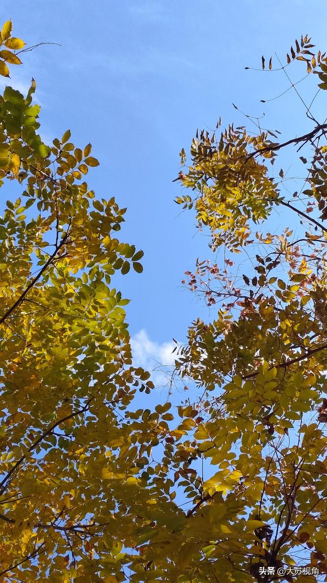 为什么南京年轻人一到秋天就emo？突然慌了“这一年又白过”