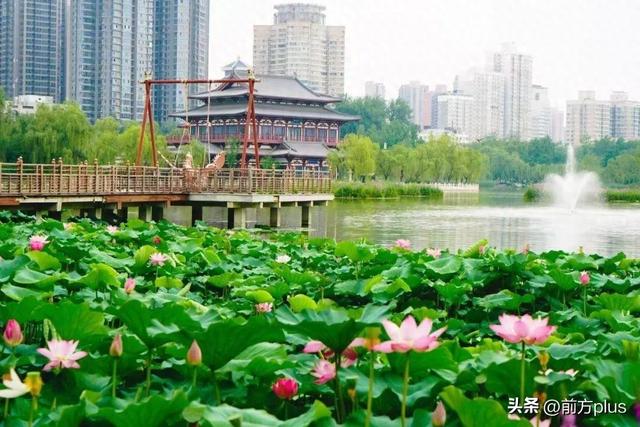 兴庆宫公园荷花绽放成海
