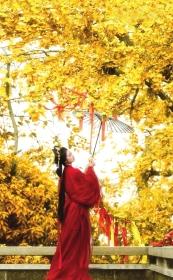 接住这份“小确杏” 长沙银杏悄然上色，快去拍金色大片