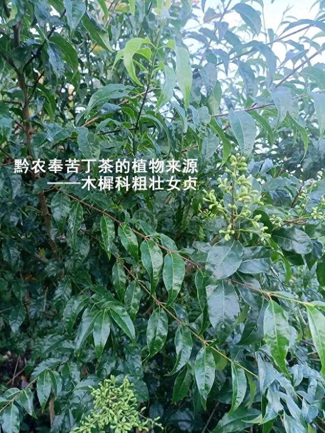 小叶苦丁茶的功效与作用及禁忌的作用（余庆小叶苦丁茶的双重使命茶的饮品与药性功能）