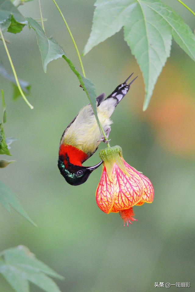 叉尾太阳鸟，拥抱反纹悬铃花