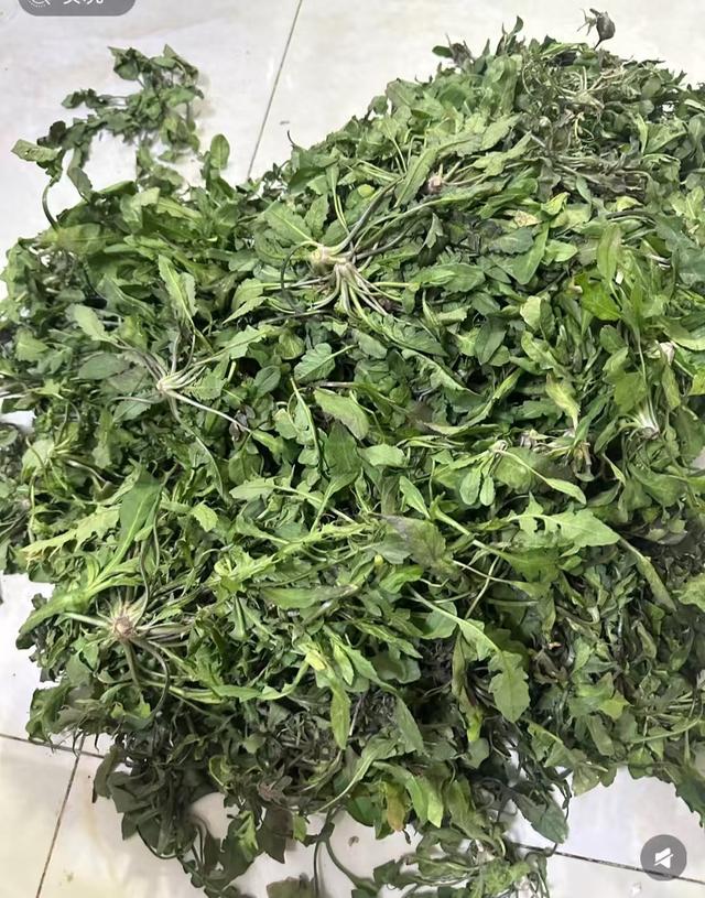 冬至吃饺子，韭菜白菜靠边站，此菜最鲜美，护眼解馋，错过等一年