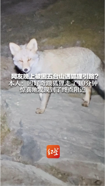 网友称夜晚被困五台山遇狐狸引路，“因好奇跟着走了10分钟，到了终点附近”；专家：可能碰巧同路，狐狸回头是讨食或防备