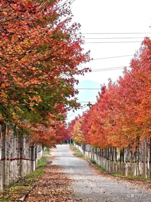 一起感受峰峰的枫