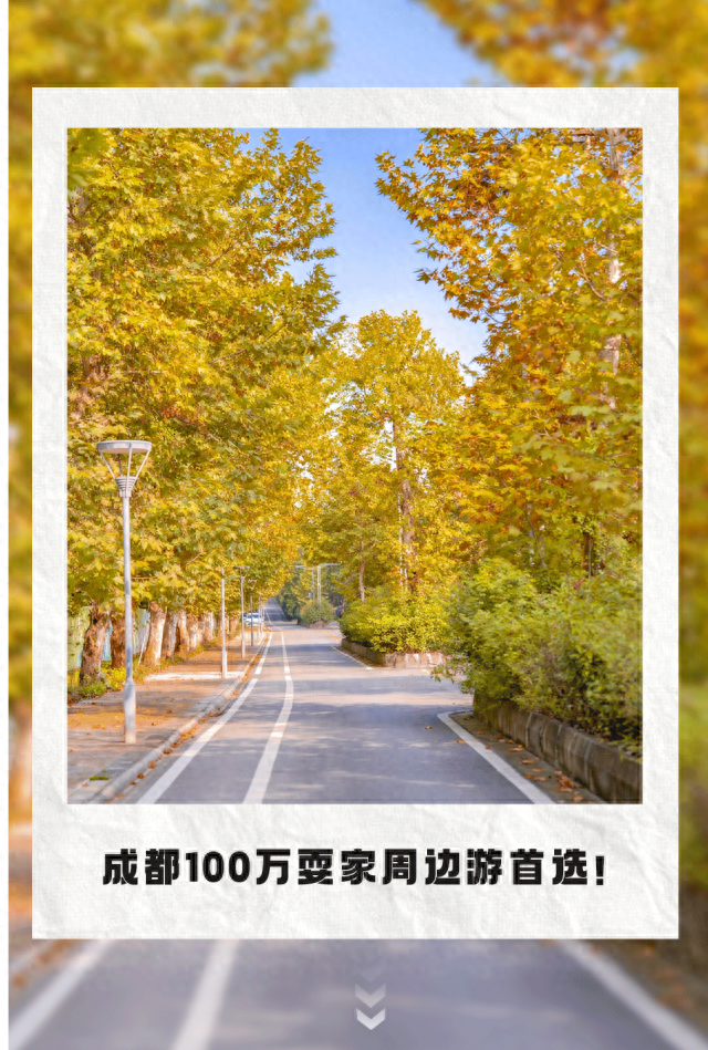 地铁直达！免费！成都20个绝美赏秋地，银杏水杉梧桐红枫限时上演！就在家门口！