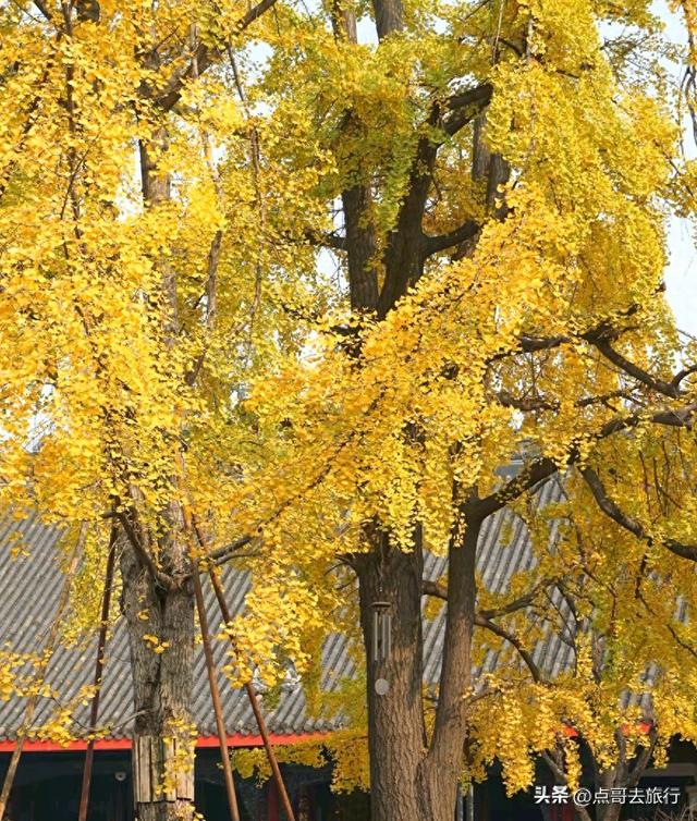 成都市区最美银杏都藏在这里，千年沉淀超级惊艳，公交车直达！