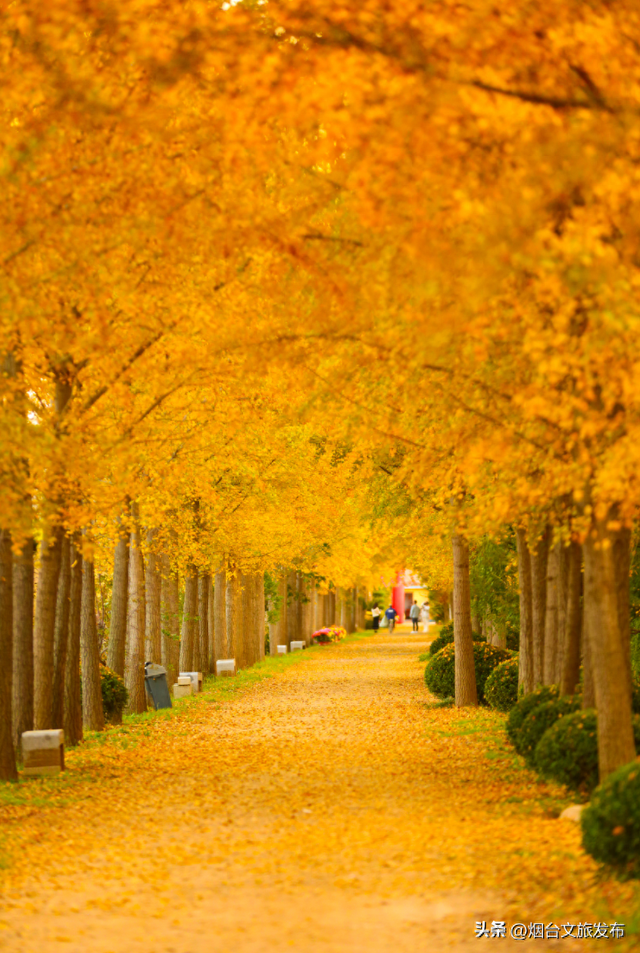 【乐游烟台】美疯了！烟台银杏即将进入最佳观赏期