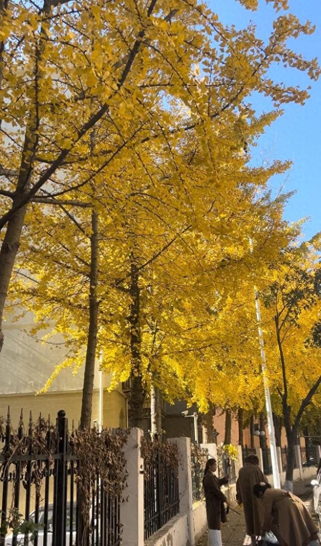 崂山区桐岭路成新晋顶流，银杏大道承包秋冬浪漫