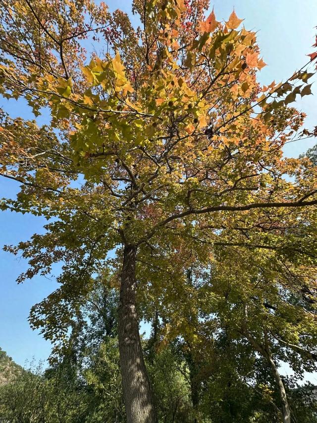 报！天平山红枫已进入变色期