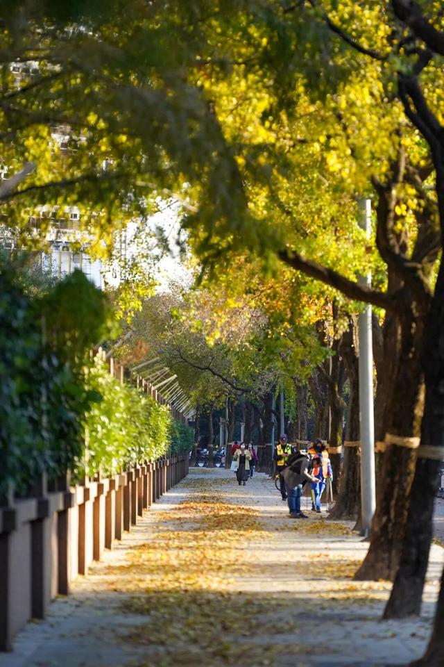 探徐汇｜赴一场落叶之约！徐汇街头美成童话