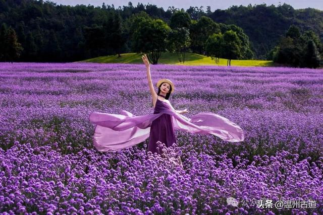 谁说看浪漫花海一定要去法国普罗旺斯？温州这里藏着一片紫色秘境