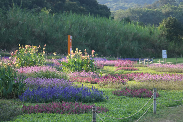 广州南沙披上“繁花盛装”，扮靓绿美全运画卷