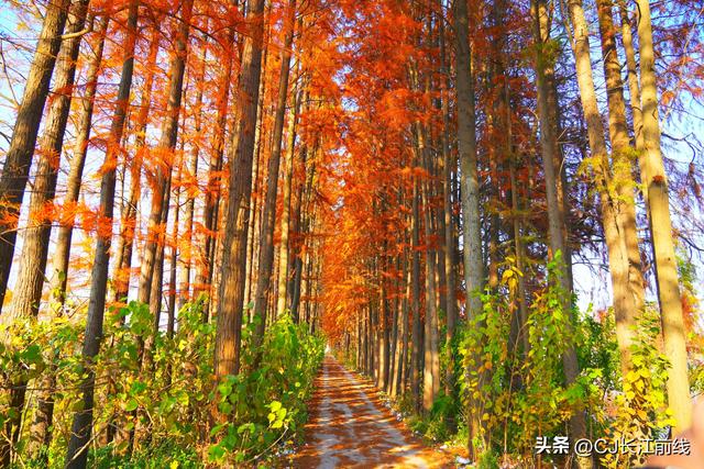 河南淮滨：地标上的乌龙港红杉林