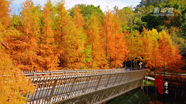 来福州赏景！看水杉披红装 菊展竞芬芳