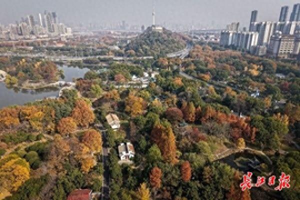 月湖公园层林尽染