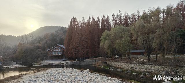 请到蒙山大洼来看“水杉落叶雨” 姜晓彬/图文