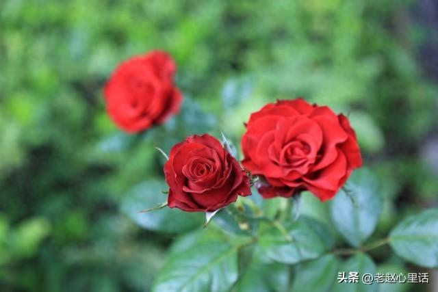 红玫瑰与白玫瑰电影剧情简介（红玫瑰与白玫瑰她为何越界）