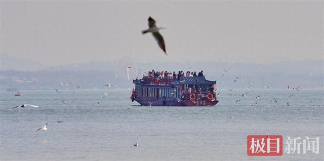 武汉冬日限定体验 ：20℃暖风中骑行，和西伯利亚红嘴鸥一起过“夏天”