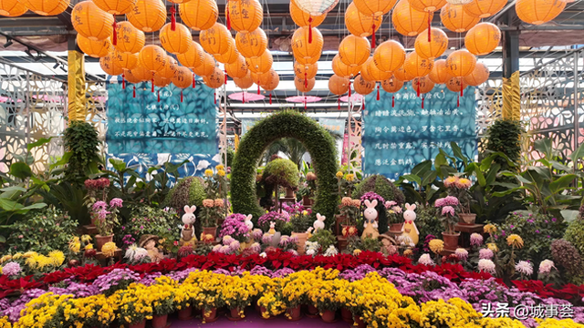 免费开放至10月底！乌鲁木齐菊花展人气爆棚，你去打卡了吗？