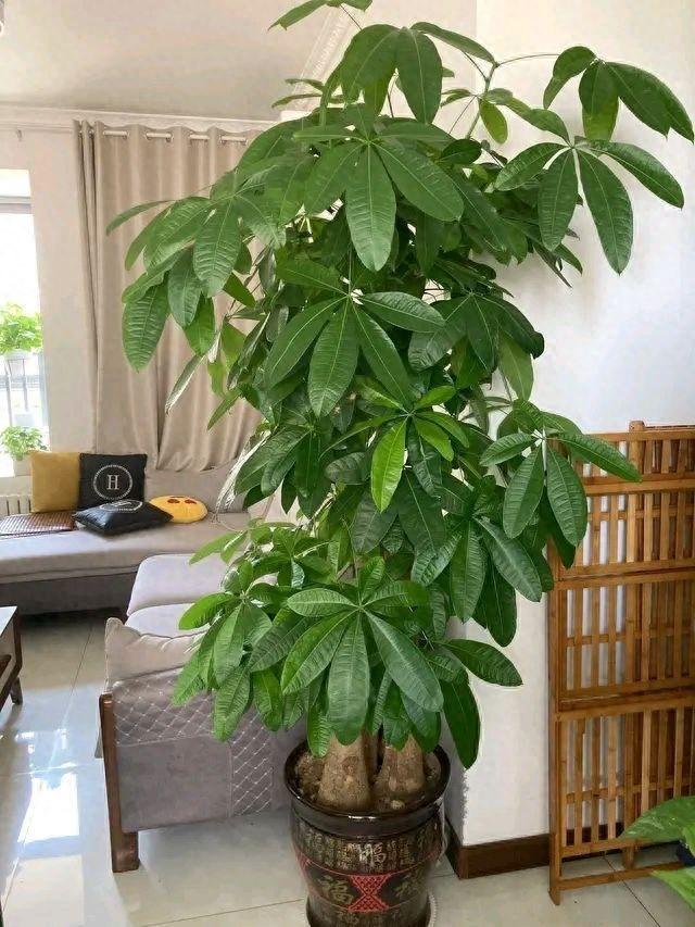 发财树家里放哪里最旺财（发财树摆放在哪记住一点）