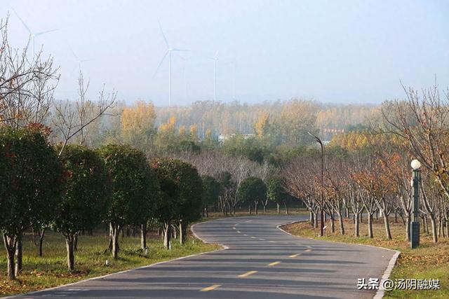 【图说岳乡】汤阴汤河国家湿地公园：初冬染彩 秋韵未歇