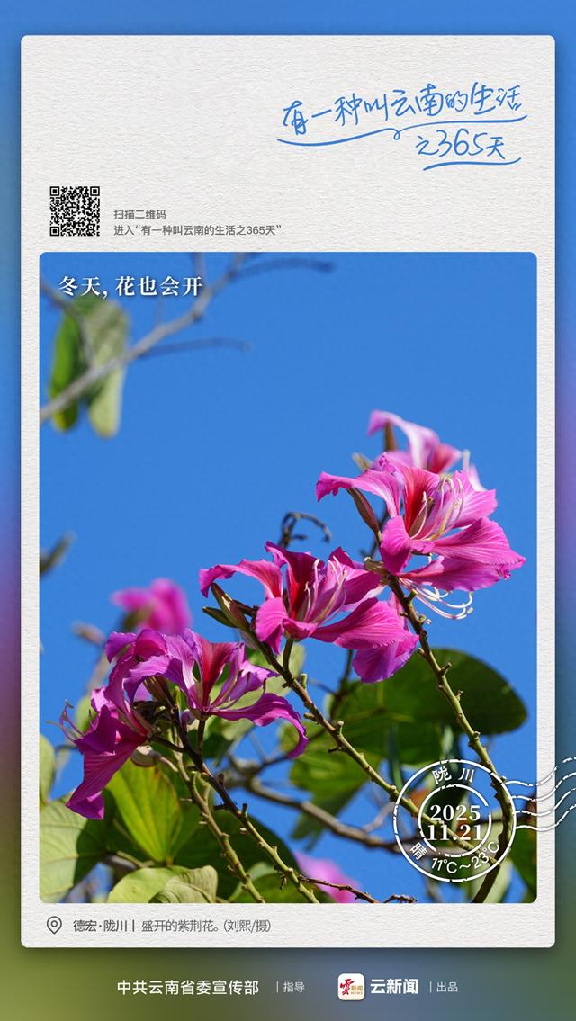 冬天花会开，快来自由自在——有一种叫云南的生活之365天