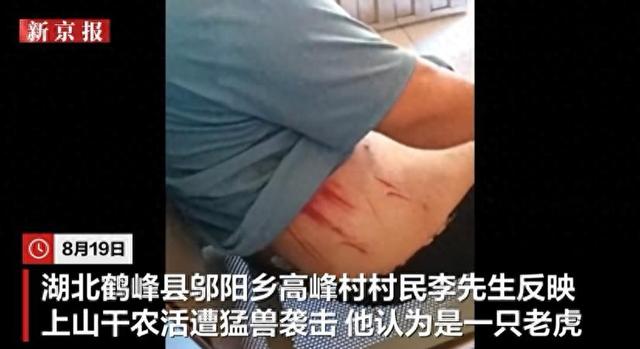 湖北一村民遭大型猫科动物袭击，用锄头砸兽头搏命脱险，当地回应：无老虎分布历史记录，初步推测可能为豹子