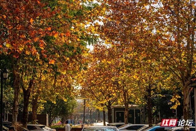 穿过林影与水光，走进长沙圭塘河的暖冬图景