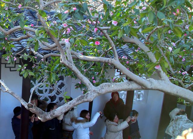 江苏苏州：古典园林沧浪亭古山茶花绽放