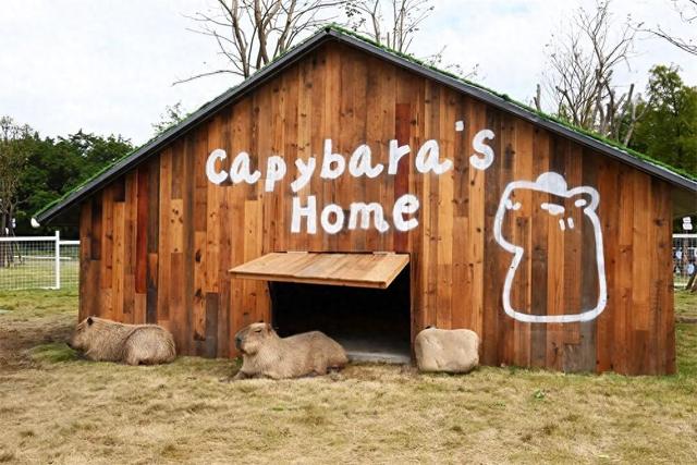 “哇呜”一下，萌翻了！闽侯新晋遛娃打卡点