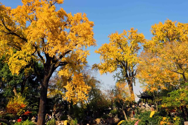 江苏苏州：游姑苏留园 赏金色银杏