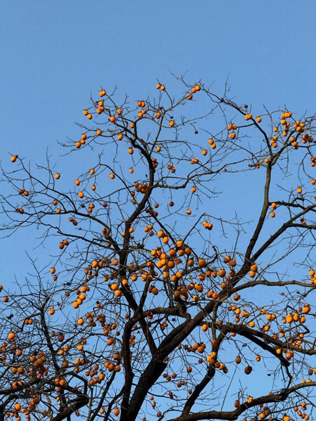 橙红缀初冬，长沙这些“柿柿如意”打卡地邀你赴约