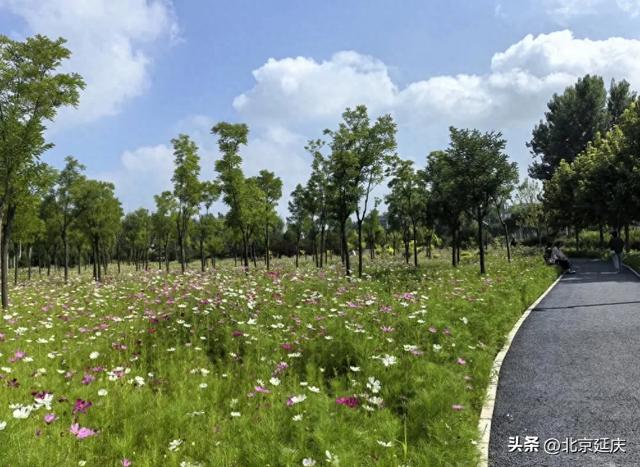 来吧!拥抱延庆50000㎡波斯菊