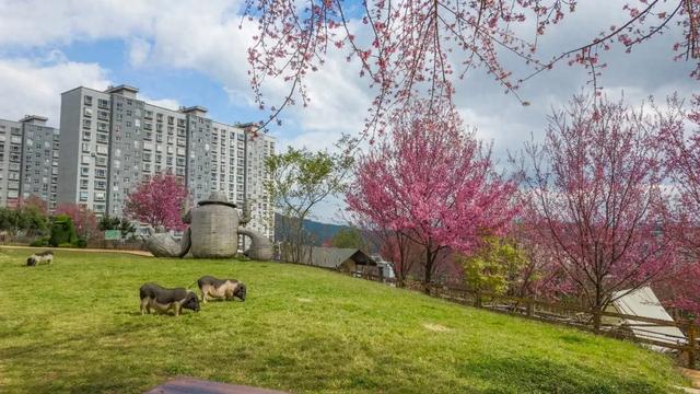 昆明市区冬樱花树下连猪都能自由奔跑的世外桃源